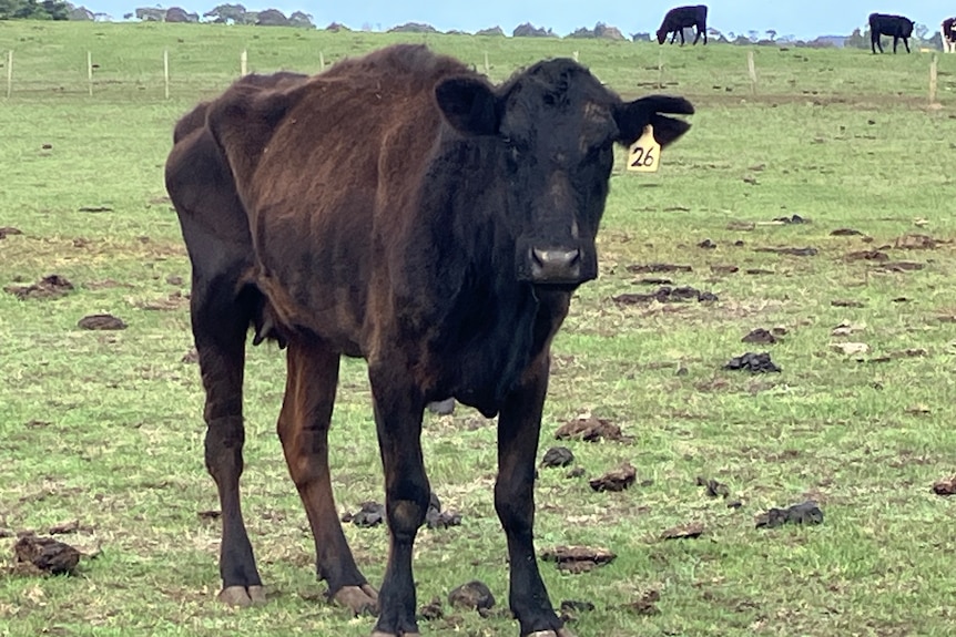 An underweight cow