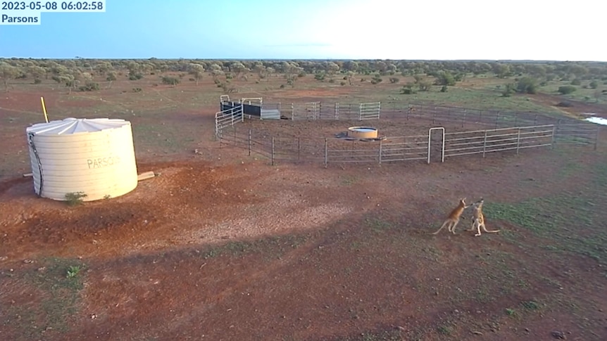 Kangaroos fighting on an outback station.