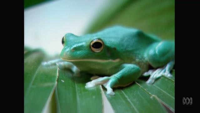 Frog sits on leaf