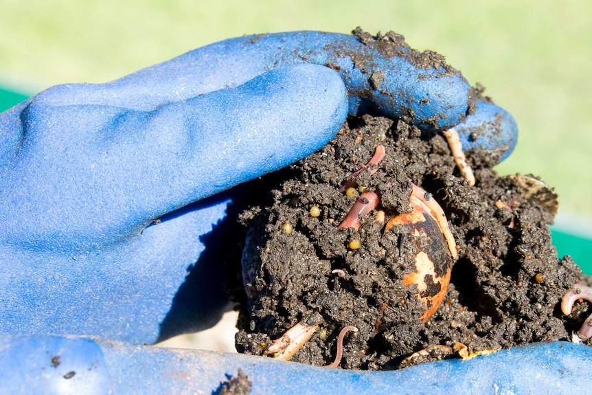 Hands holding a pile of vermicast with worm eggs