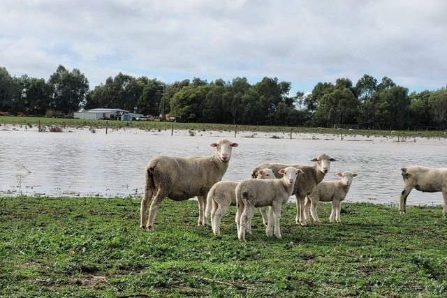 wet sheep near swollen creek