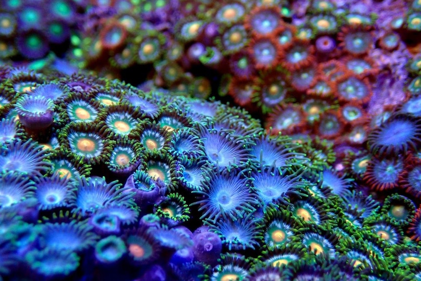 A close up of multi-coloured coral.