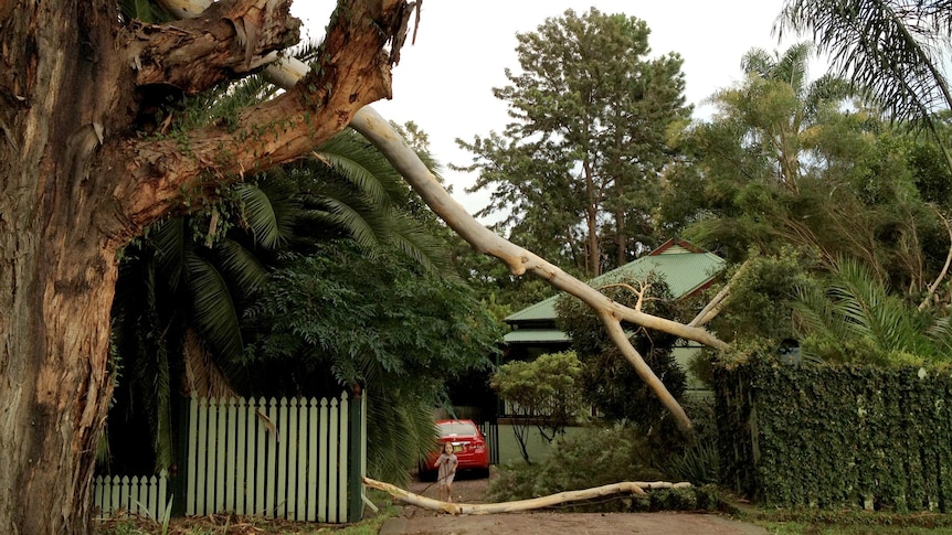 A large tree branch blocks the driveway of a house in the Sydney suburb of Baulkham Hills.