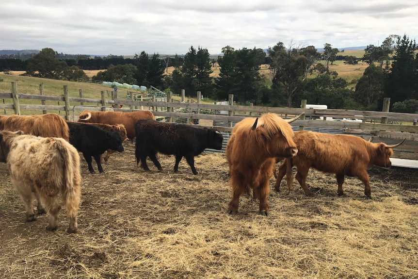 Scottish Highland Cattle standing in a holding yard.