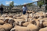 A male agent stands behind a pen of White Suffolk sheep at a saleyard.