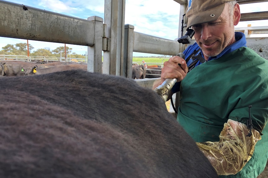 Man standing behind cow with ultrasound wand inserted into bovine rear end