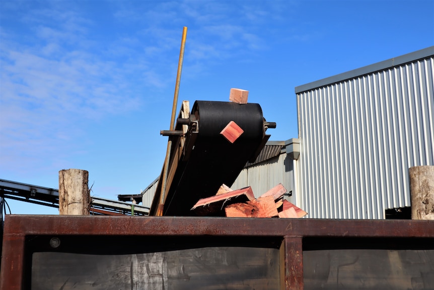 Timber cuttings falling into bin off conveyer belt.