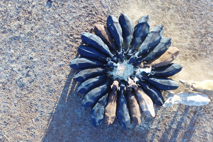 An aerial view of cows eating hay in a circle.