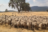 A flock of sheep behind a fence in a paddock