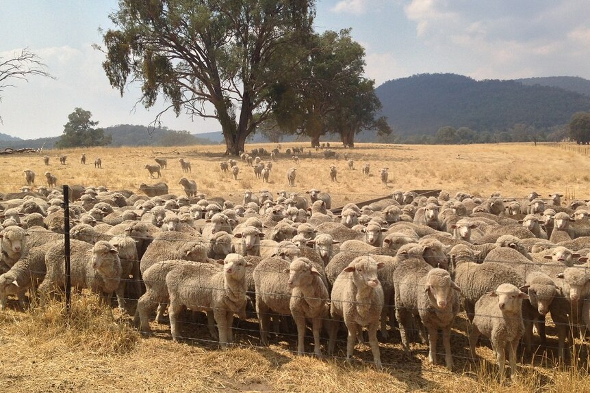 A flock of sheep behind a fence in a paddock
