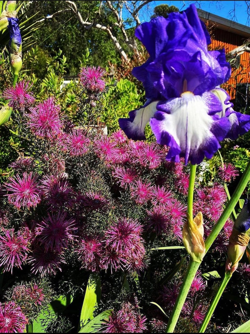 Iris and other flowers in Mez's garden.