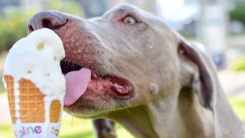 A close up of a brown dog licking a vanilla ice cream cone.