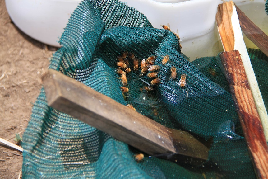 Bees are standing on shade cloth that rests in a white drum of water, with a plank of wood