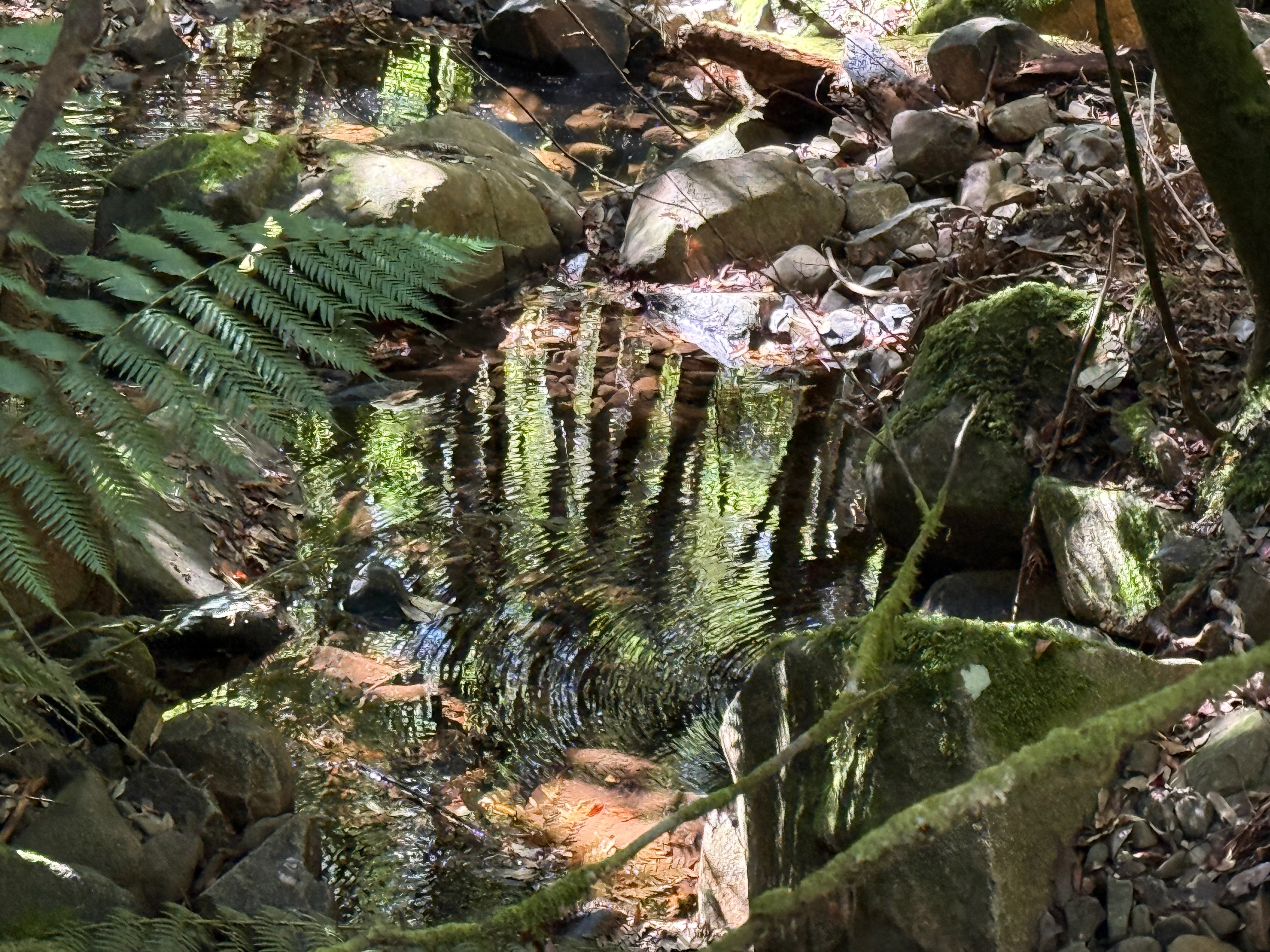 A creek running through a property.