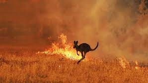 kangaroo jumps in front of bushfire flames