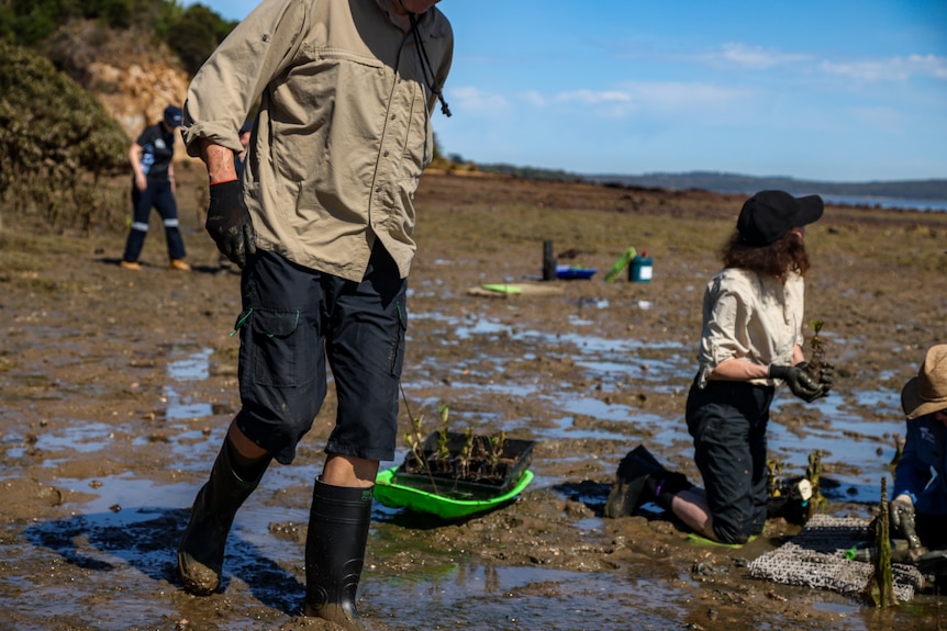 People work together on the silty shores of Western Port Bay trying to regenerate the mangroves to prevent erosion.