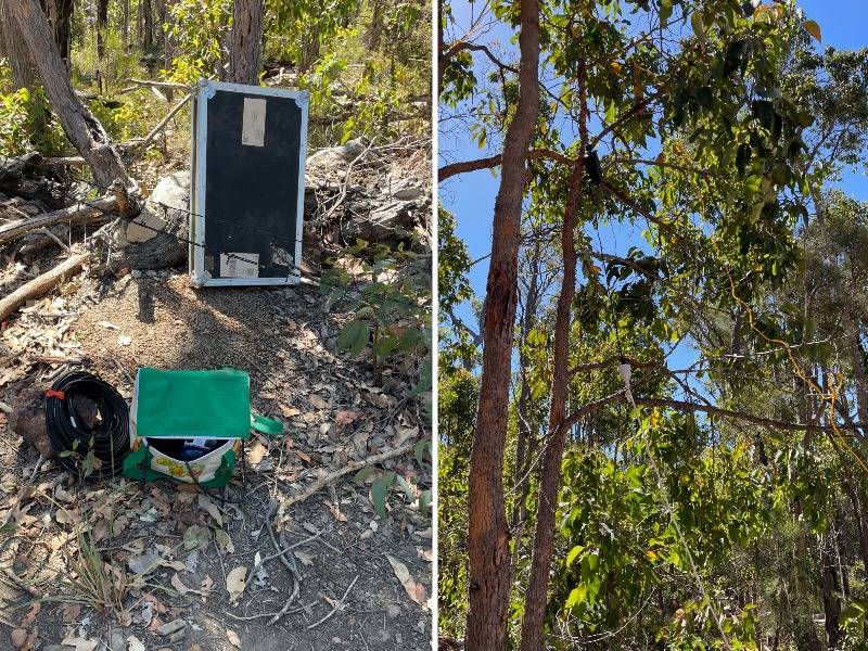 Equipos eléctricos colgados de los árboles en una rave ilegal.