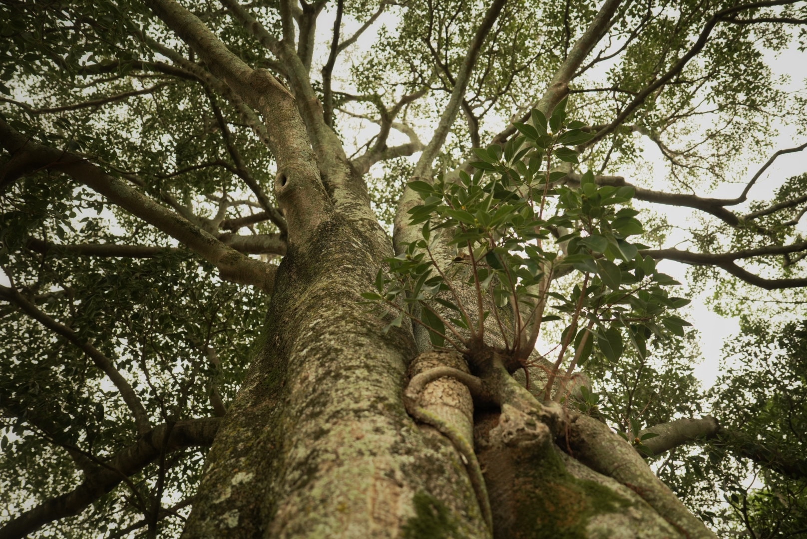 A tiny pest has decimated WA trees, experts warn it could do the same in Qld