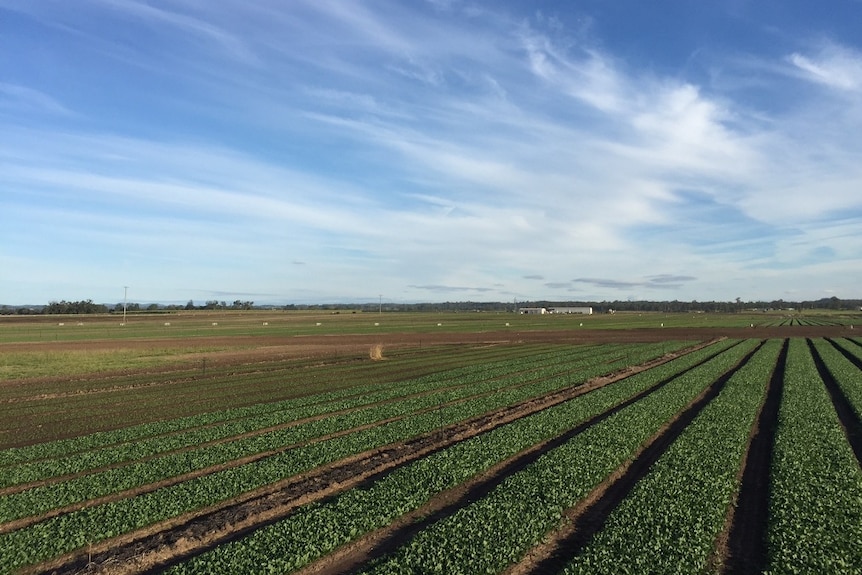 Rows of baby spinach growing at an Australian Fresh Salads farm.