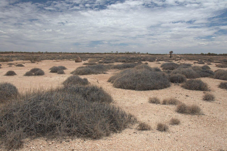 The spinifex habitat of the night parrot.