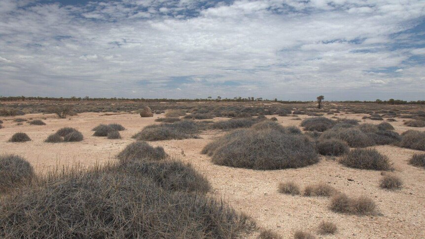 The spinifex habitat of the night parrot.