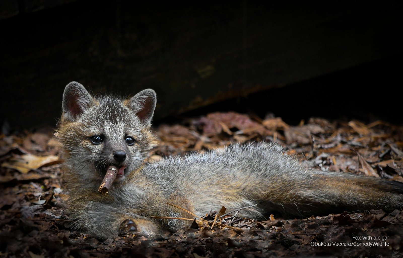 A fox laying in the leaves with a stick in its mouth