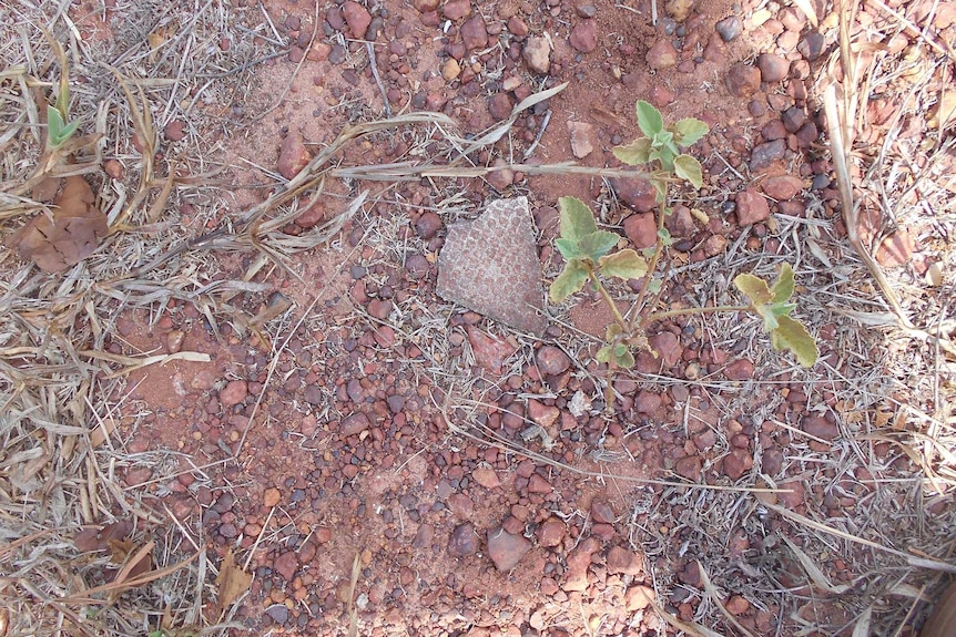 Asbestos is seen on the ground in Galiwinku.