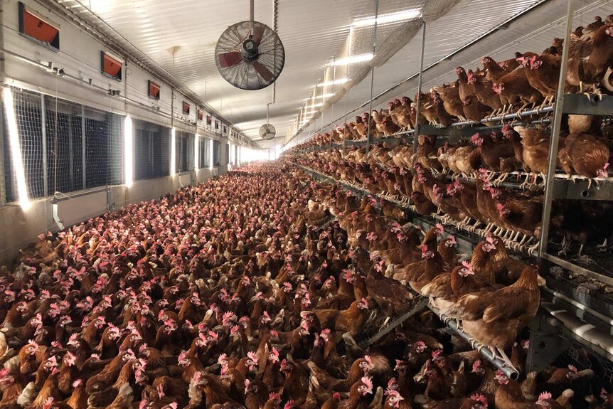 Thousands of egg-laying chickens being raised in a barn