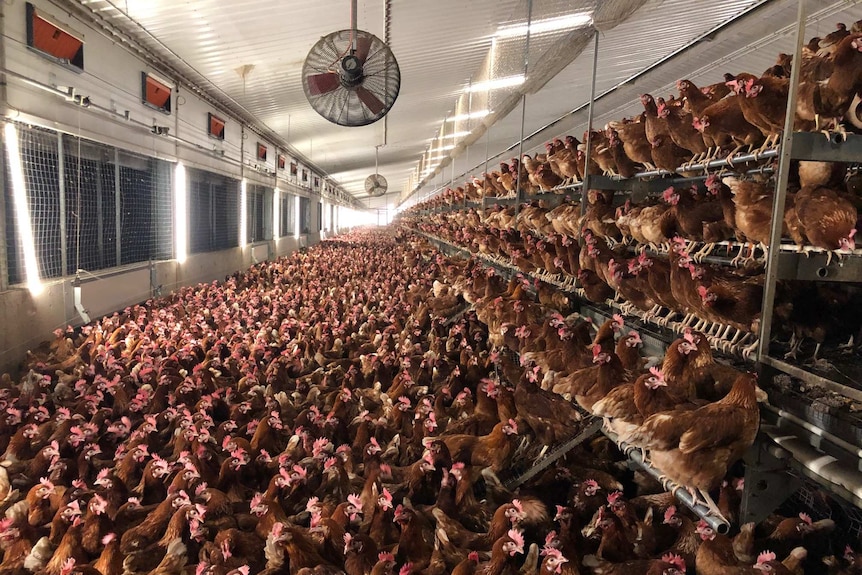 Thousands of egg-laying chickens being raised in a barn