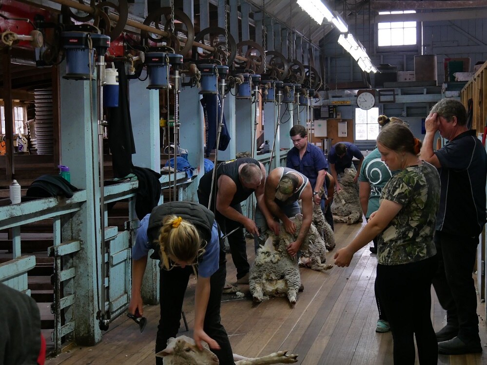 Teaching the fine art of shearing as the shortage of workers hits home ...