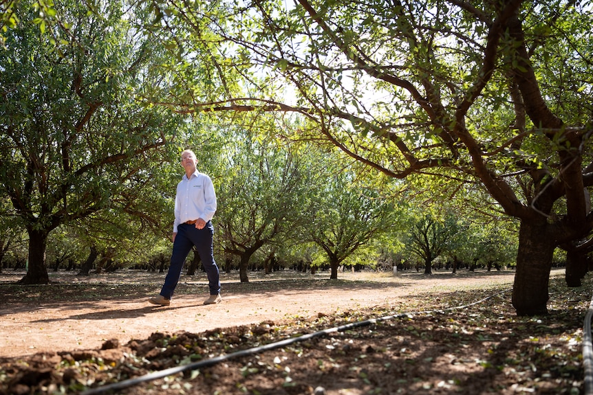 A man walks through and almond orchard