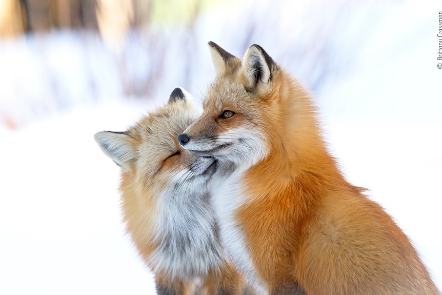 A pair of red foxes sitting in the snow