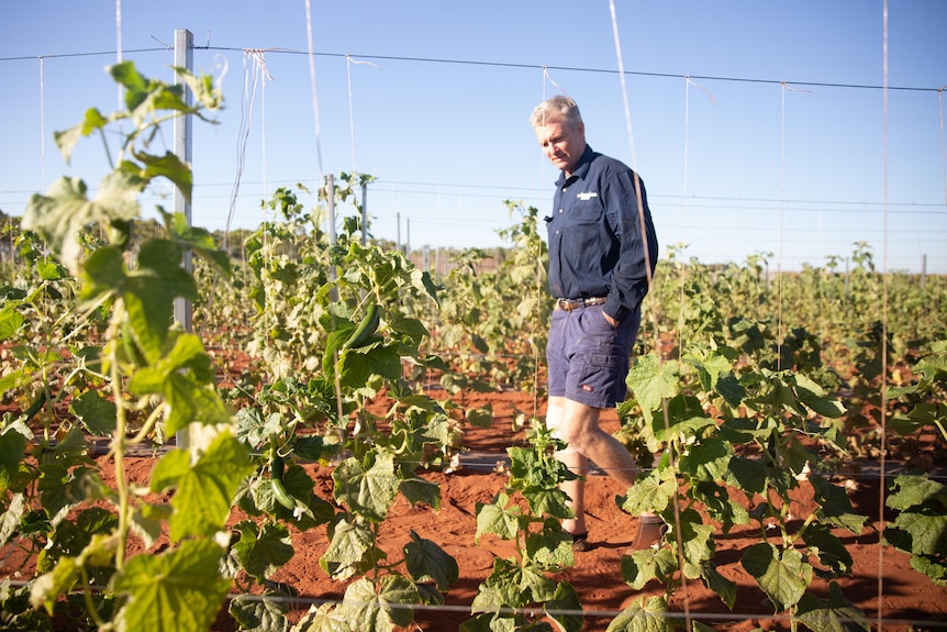 Aman in navy walks in rich red skies among a field of cucumbers in the Northern Territory.