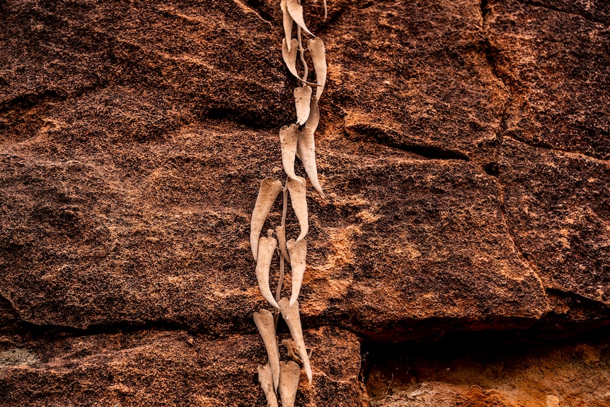 A rock with dried leaves hanging down it in Pilliga Forest.