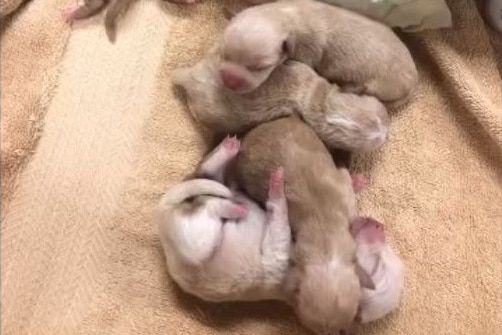 Tiny little puppies roll around and wrestle in a box.