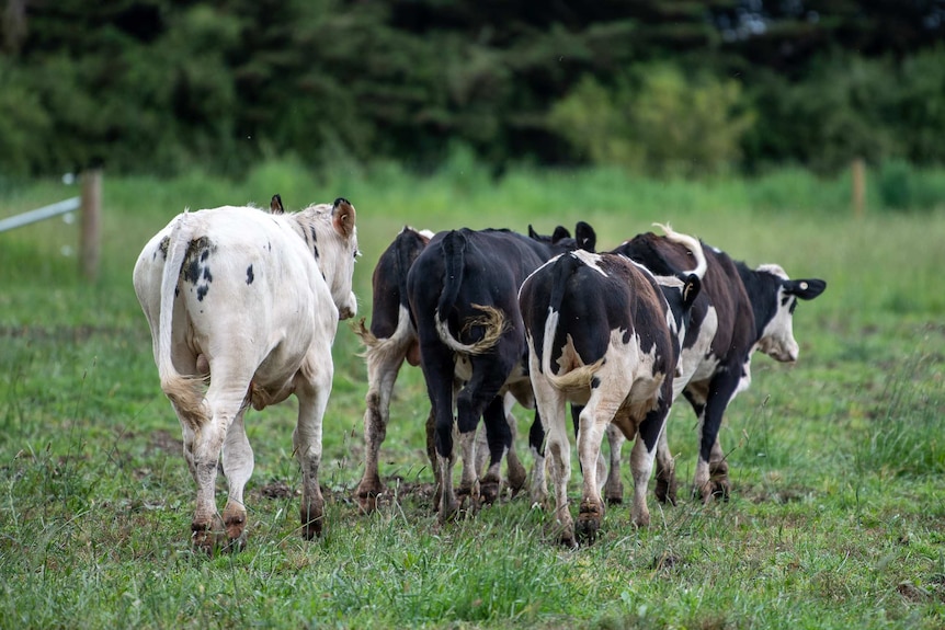 Five cows from behind