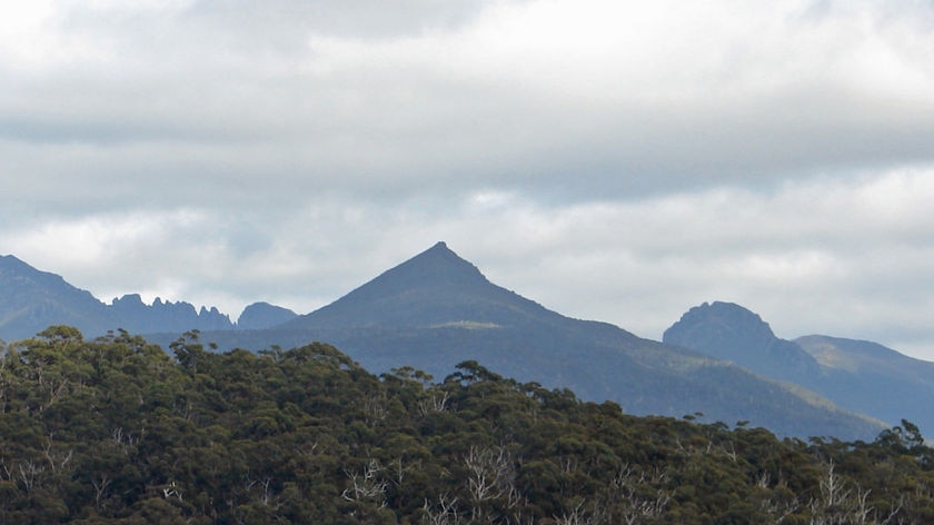 Anti-logging protesters are back in the forests after withdrawing from forestry peace talks.