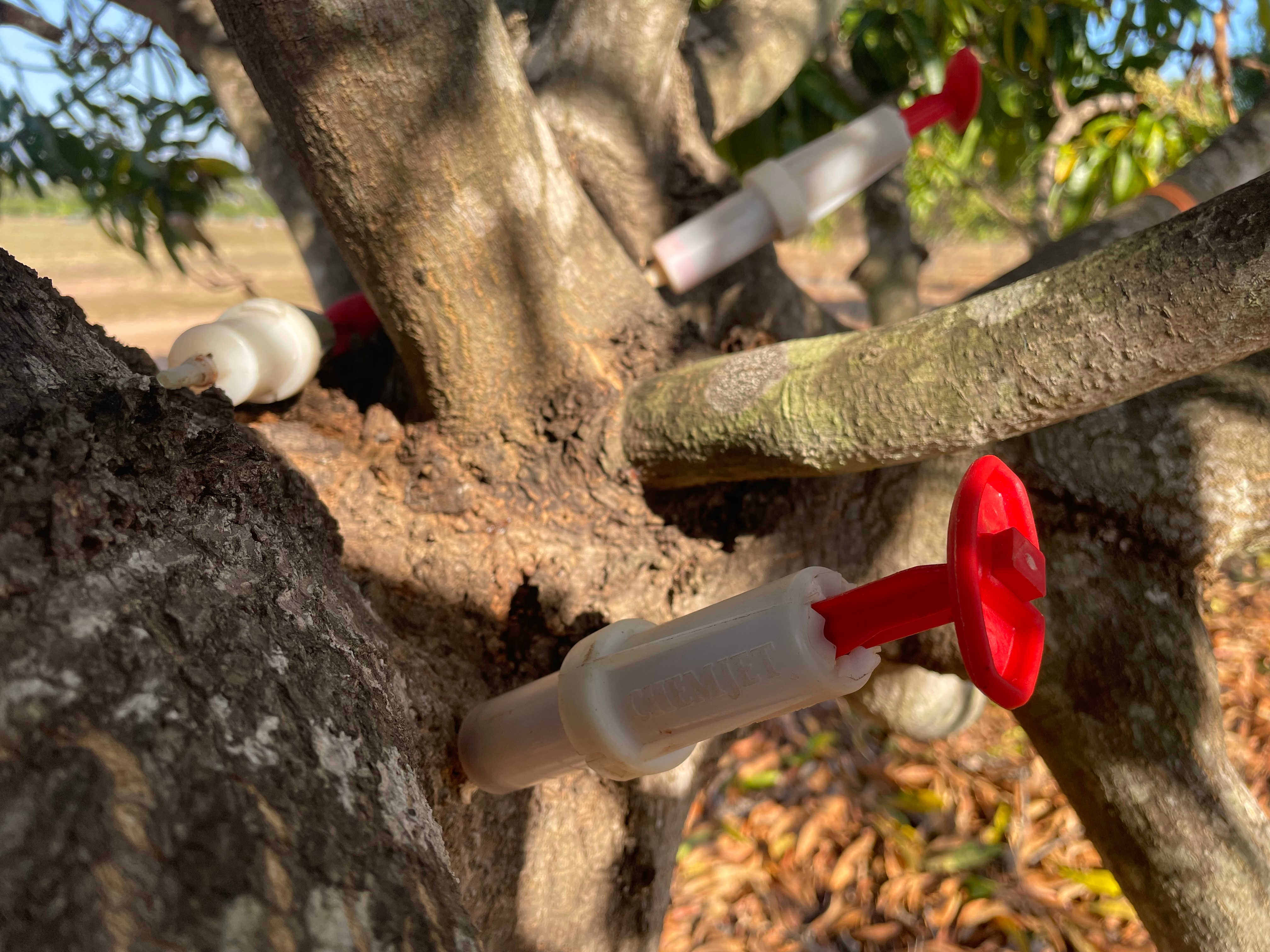 Dieback disease killing mango trees is spreading in the NT