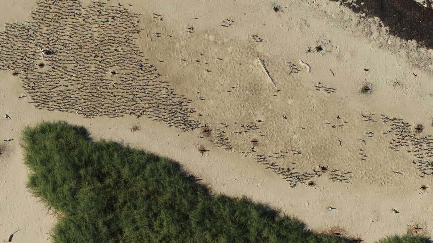 A drone's eye view of a colony of terns