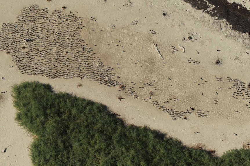 A drone's eye view of a colony of terns