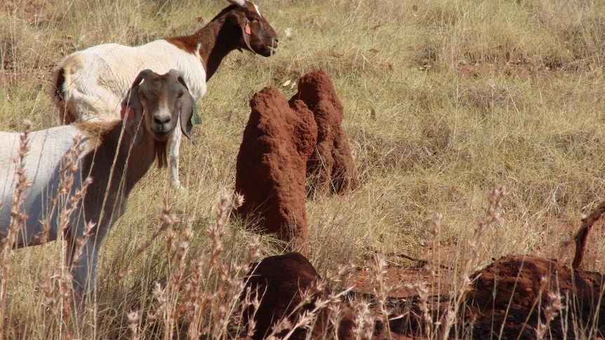 Record goat price for Western Australia