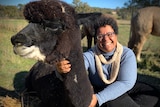 A woman is cuddling a large black alpaca