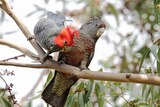 Two cockatoos perch on a branch.