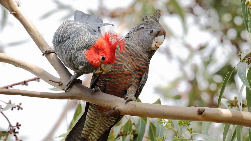 Two cockatoos perch on a branch.