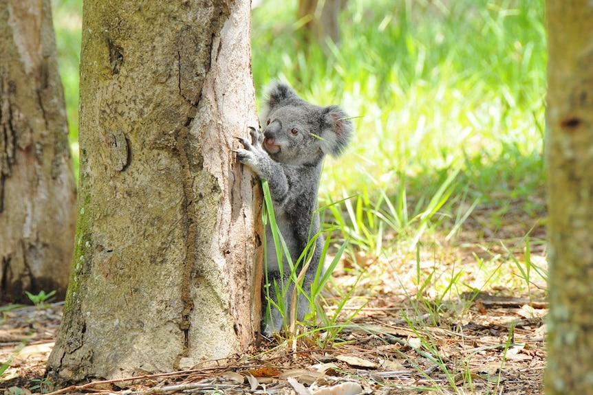 Koala stands at the base of a tree