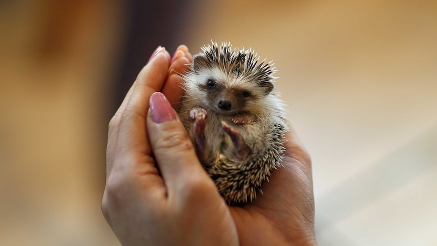 A woman's hands hold a small hedgehog.