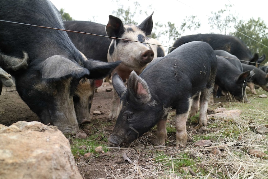 pigs of different sizes sniff in the dirt for food