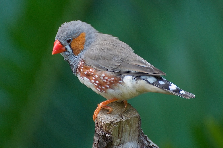 A small bird with a grey head and back, a bright orange beak and a black and white striped tail.