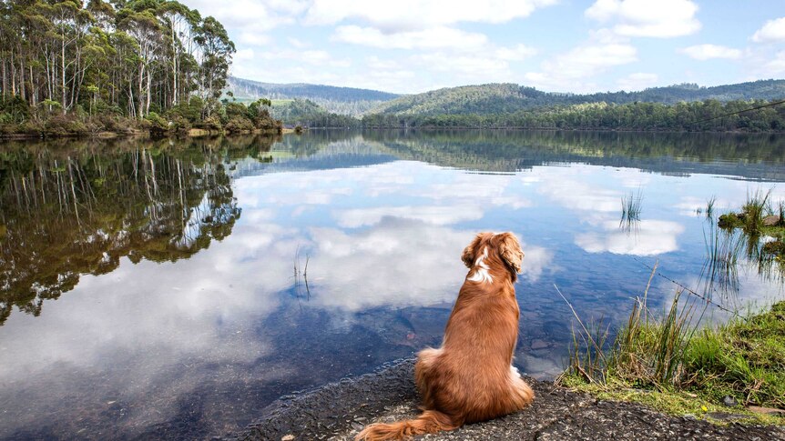 View from behind of a sitting dog looking out over a lagoon and wilderness.