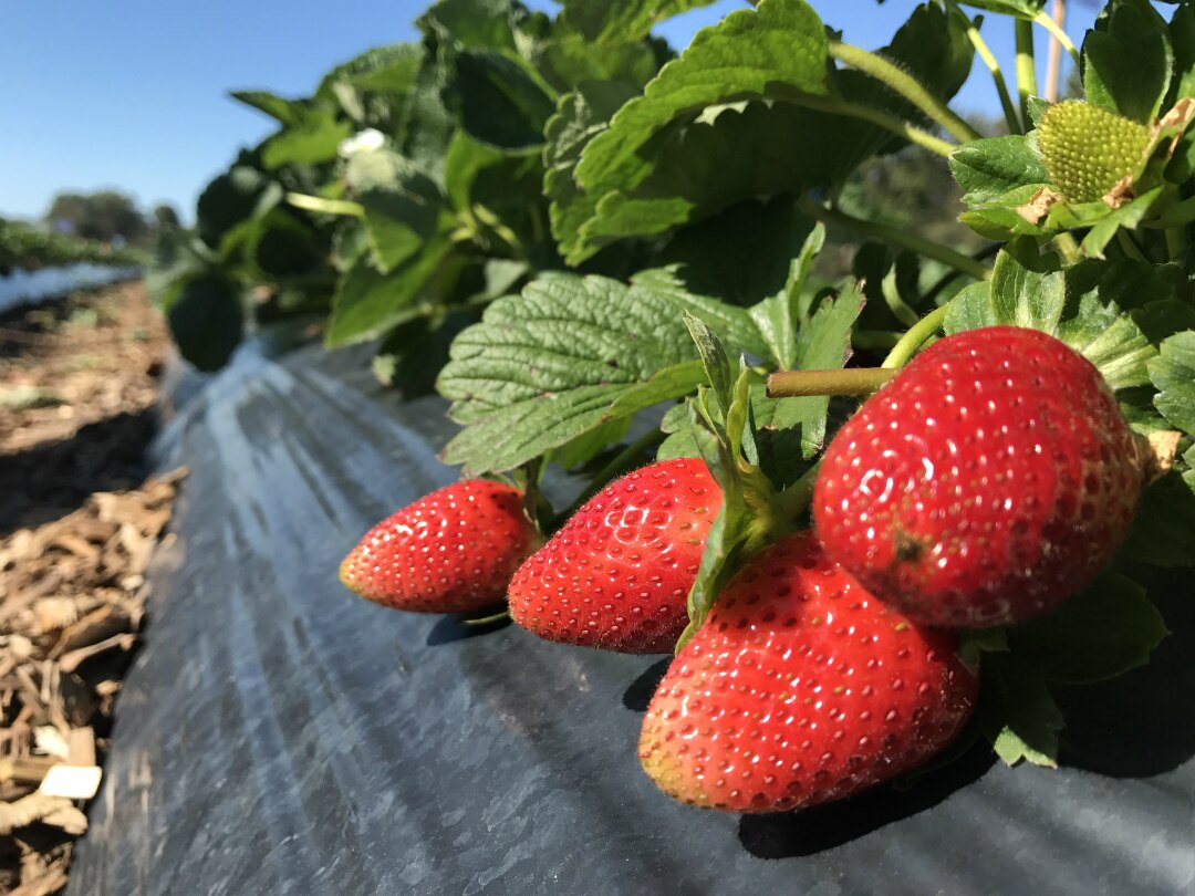 New Queensland varieties berry good news for strawberry lovers ABC News